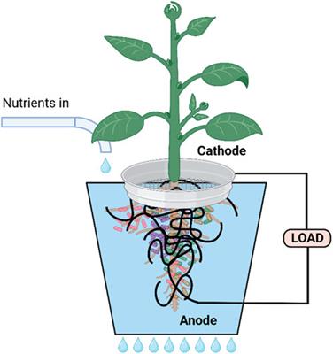 Energy harvesting from plants using hybrid microbial fuel cells; potential applications and future exploitation